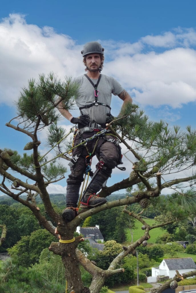 Elagueur en haut d'un arbre